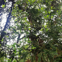 ΢�紵�ŷ糵����ת�����õ�����