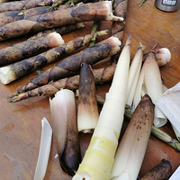 ������һ¶Ӫ�