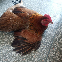 ���������İ�������[����][����]