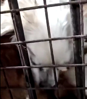 Ů�Ӱ�Ȯ��͵�����ٰ�����Ǳ�����������ȳ�60ֻ����