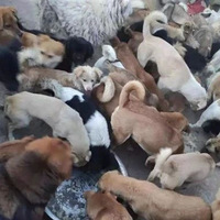 ���������̲��ǧ��ֻ���������˹��ǡ�