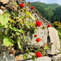 Ұ��ݮ�������ſŶ��Ǻ챦ʯ~