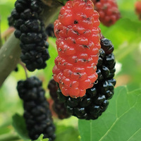 �ֻ��ĳ���Ƭ��Ƭ