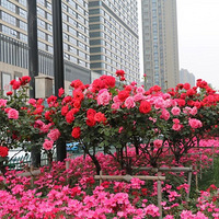 ����ˢ����3�������¼���ʢ�ţ��⼸���ͻ���ǧ��������