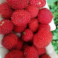 ����6�鸹����