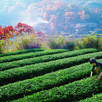ֵں棡Ŵ徰ɫ