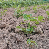 ʫ��Զ��ͬ��Ҳ����Ҫ��Ʊ