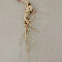 ݸɶƺ