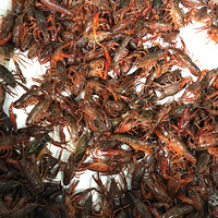 С��Ϻ��ǣ�[����][����]һ�о���ͼƬ�С� ˢϺ��Сʱ����