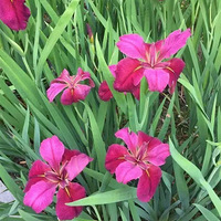 ���򻨺�Ҳʢ���������С��β����Ƭ������������