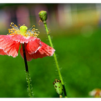 ���Ż���