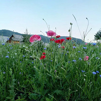 ������Ƭ��ԭ��