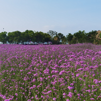 ���ſڵġ�������˹��������̨�����ţ����Һ������ḻ��