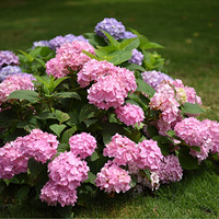 ����ĩȥ�Ķ��������Ž���