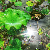 ���̵���Ϫӳ���ų��ĵ�ζ����Ӱ��ˮ�е���