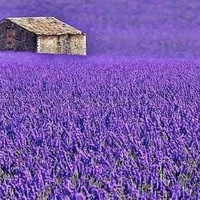 ����ѩɽ��������ԭ��������������������ʽ·�ߡ�