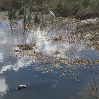 �Ƿ�����chat to asiaafrica�������Ӽ�֮ʮ�������������ϣ�����