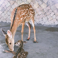 Χ�ۣ������Ⱥ�����족С¹������¹��������