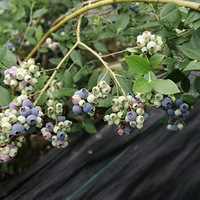 ��ݮ���˲�ժ