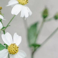 �ļ���������Ӧ��Ȫ���������˵��������ݳǶ��»�԰��������