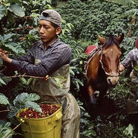 �������ˣ����ſ��ȶ���������