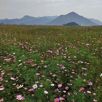 2020-5-27������ת��ͭ������԰���Ϸ�Ҳ�и�ɣ��