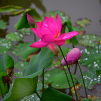 �ɻ�����������¶�����㡣           ������ɽ��̶��