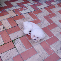 �����ţ�����������˶��ܵ���ļ���ȥ��