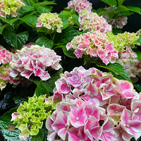 ���˳���С���£��������ڳ����ʵ���ˡ����򻨡�����