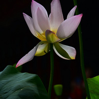 �����ڹ�ׯ�ɻ��ش򿨣�����ɻ�����������