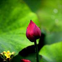 С�ɲ�¶����