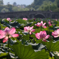 ���ݵ�һ���ɻ���ͼ����ͣ��ͺɼ��ھ�������6-8�㣡