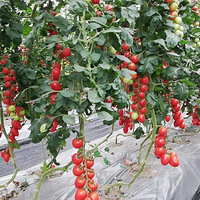 �����ɱ�㽭��ũ��Ʒ