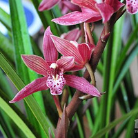 ����Щ�����ǡ���ɫ���ģ�Ϊʲô��ɫ������ô�ټ���