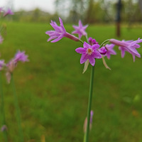 Խ����Խ����