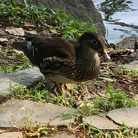 �貨ϷˮҰѼ�ᣬ�������ж�����