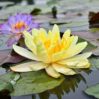 �����ߵ����ֻ���ǧ��Ҫժ�ųԣ�һȺ˯���ˣ����������ˣ�