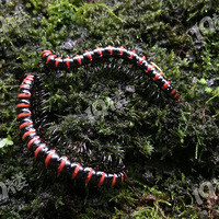 ��̦�ϵ���½����ɫ��������ģ���ܿ���