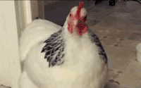 ˣͦͻ