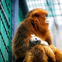 ��ĩ���Ӽۣ���ʱ�ػ������Σ������Ƶ�+��ԭƯ������ѡ~