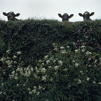 ��֤��ʲô ����ԭ����