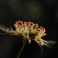 2020����ֲ��԰ʯ�⻨չ