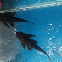 ������Ȱ�æ��������׹������������˰���