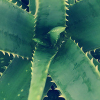 �����������������ٻ���Ը��ͷ�ǡ������㡢��Ӱ��ƽ���������֡�