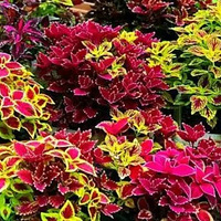 ƯĲҶݣҶɫѤʣմͻ