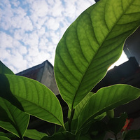 ������һ���ر����͵��й���ͳŮ�� �����ܳԿ���� �����Ұְ�