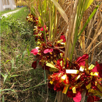 ��ˮ������ӡ��ڷ���ե֥���͡�����������ѧУ�ĺ���ȫ����