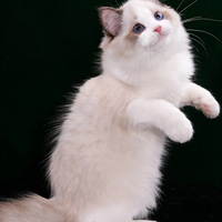 ���ɫ ��˫��ż���� ˫Ѫͳ ��֤�� �������� ��Ǽ� δ��