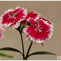 ʯ��һһ���ں�������Ϣ��