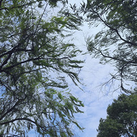 �������һ����ֽ����Ƭ�����İ��ơ�[����]